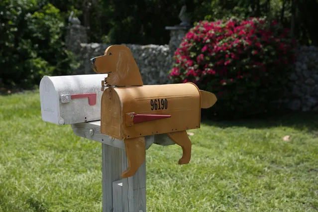 A mailbox in the shape of a dog is seen along the highway US-1 in the Lower Keys near Key Largo in Florida, July 10, 2014. (Photo by Wolfgang Rattay/Reuters)