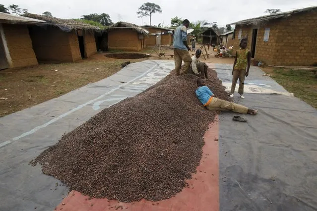 Workers rest on the cocoa beans as they prepare to dry them in the village of Goin Debe, Blolequin department, western Ivory Coast August 17, 2015. Cocoa arrivals at ports in top grower Ivory Coast had reached about 1,696,000 tonnes by August 23 since the start of the season on October 1, exporters said on Monday in an estimate, up from 1,679,000 tonnes in the same period of the previous season. (Photo by Luc Gnago/Reuters)