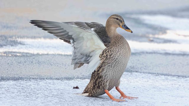 A mallard tries to pull off a slippery landing on ice in Aberdeen, Scotland in the last decade of November 2024. (Photo by Mark Deans/Media Drum Images)