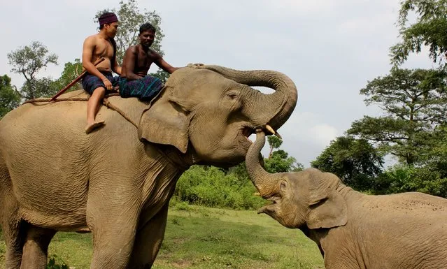 A female elephant plays with her baby on World Elephant Day at Margherita Ketetong village in Tinsukia district of Assam on August 12, 2014. The inaugural World Elephant Day was launched in 2012 to bring attention to the urgent plight of Asian and African elephants, with the escalation of poaching, habitat loss, human-elephant conflict and mistreatment in captivity some of the threats to elephants. (Photo by Manash Pratam Gogoi/AFP Photo)