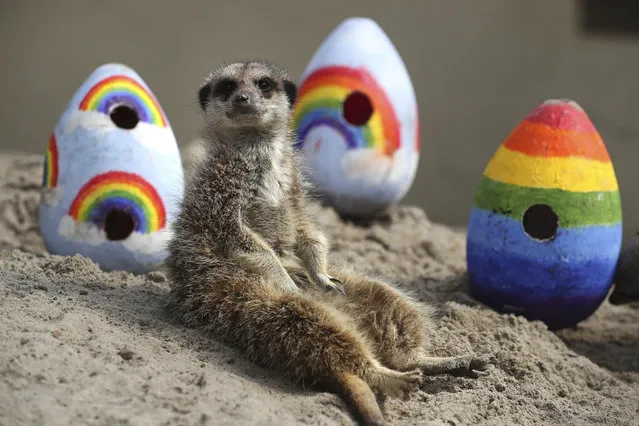 A meerkat sits near to rainbow coloured Easter eggs filled with enrichments given to the animals by staff at Blair Drummond Safari Park, in Blair Drummond, Scotland, Friday, April 10, 2020. The park is closed to the public as the UK continues its lockdown to help curb the spread of the coronavirus. (Photo by Andrew Milligan/PA Wire via AP Photo)