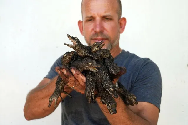 Veterinarian Gustavo Sosa, 43, poses with newly-hatched Cuban crocodiles (Crocodylus rhombifer) as they are relocated, at a hatchery at Zapata Swamp, Cienaga de Zapata, Cuba, August 24, 2022. Illegal hunting and hybridization with American crocodiles - which muddles the species genetics - have for decades threatened populations here. (Photo by Alexandre Meneghini/Reuters)