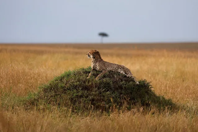 A cheetah lies on a mound in the Masai Mara National Park, Kenya on September 2, 2022. (Photo by Baz Ratner/Reuters)