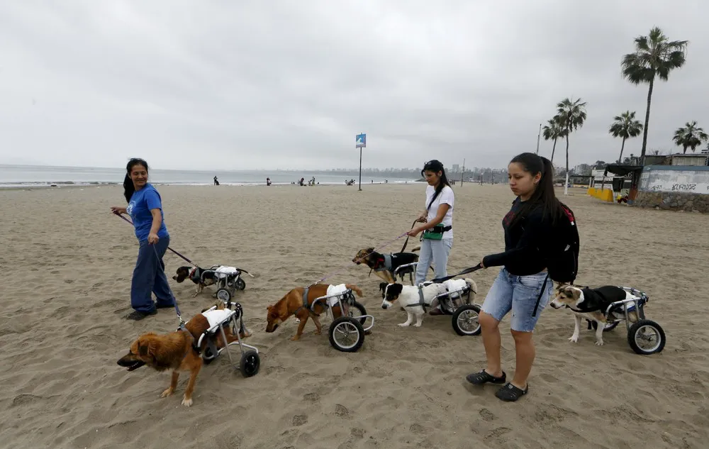 Saving Lima's Stray Dogs