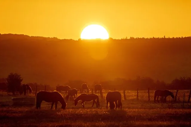Icelandic horses graze at a stud farm in Wehrheim, Germany, as the sun rises Monday, August 29, 2022. (Photo by Michael Probst/AP Photo)