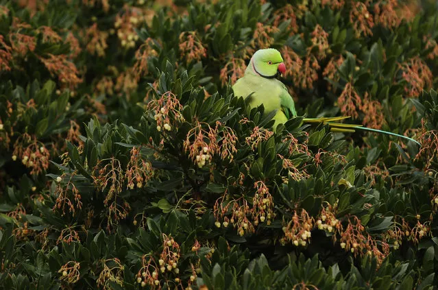 A Parakeet sits in a bush in St James's Park on a cold winter's day on November 30, 2012 in London, England. Weather warnings have been issued as temperatures start to fall below freezing across many parts of the UK. The cold snap follows recent, severe flooding, which has affected areas of Western and Northern England. (Photo by Dan Kitwood/Getty Images)