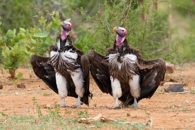 “Maniacs”. Lappet-faced vultures displaying on the ground, in Mpumalanga, South Africa. (Photo by Saverio Gatto/Comedy Wildlife Photography Awards)