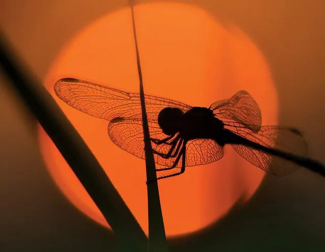 A dragonfly at dawn. (Photo by Kevin Fleming)