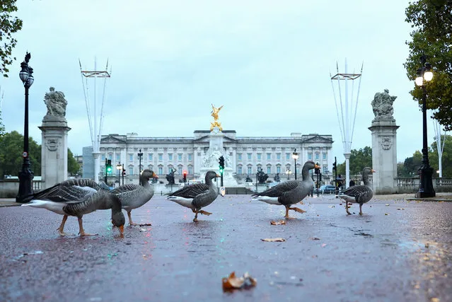 A gaggle of geese cross the road in front of Buckingham Palace, in London, Britain on October 10, 2022. (Photo by Hannah McKay/Reuters)
