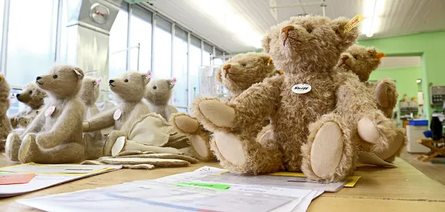 Teddy bears sit on a table at the Steiff stuffed toy factory on November 23, 2012 in Giengen an der Brenz, Germany. Founded by seamstress Margarethe Steiff in 1880, Steiff has been making stuffed teddy bears since the early 20th century ever since her nephew Richard Steiff exhibited the first commercially produced teddy bear in Europe in 1903. Teddy bears are among the most popular children's toys and the company is hoping for a strong Christmas season. (Photo by Thomas Niedermueller)