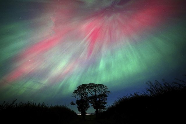 The Northern Lights are seen over The Kissing Trees near Kinghorn in Fife, Scotland on Friday, October 11, 2024.. (Photo by AP Photo/Stringer)