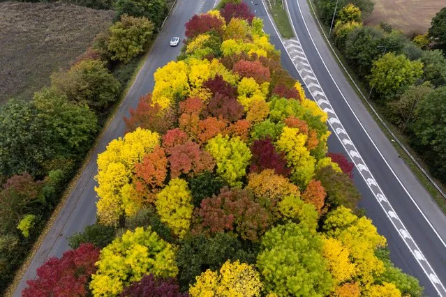 Motorists in Coventry, United Kingdom pass trees showing autumnal colour on October 12, 2022. (Photo by Jacob King/PA Images via Getty Images)