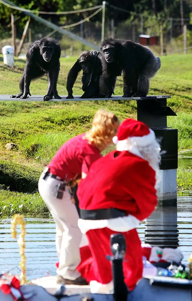 Christmas Celebrated with the Chimps in Florida