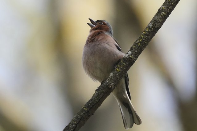A finch sings his spring song during a sunny day in city park in Tallinn, Estonia, Friday, May 2, 2025. (Photo by Sergei Grits/AP Photo)
