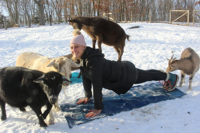 In this Wednesday, January 3, 2018 photo, yoga instructor Danuta Wolk-Laniewski, demonstrates goat yoga at the Aussakita Acres farm in Manchester, Conn. The farm is partnering with the Hartford Yard Goats, the Double-A affiliate of the Colorado Rockies baseball team, to offer goat yoga at Dunkin Donuts Park, the team's $71 million stadium in Hartford. (Photo by Pat Eaton-Robb/AP Photo)