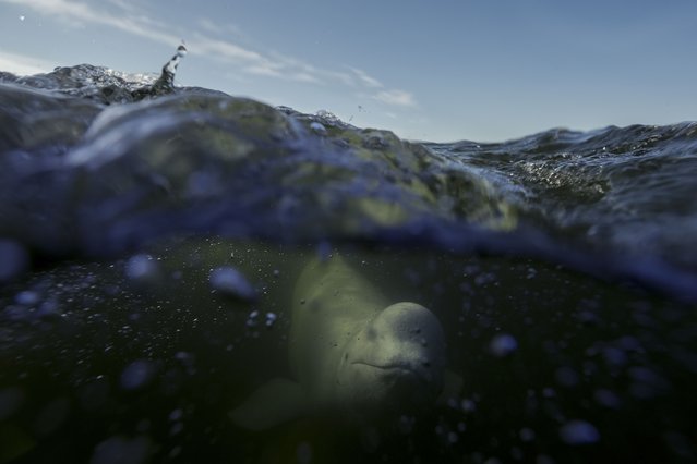 A beluga whale swims through the Churchill River, August 5, 2024, near Churchill, Manitoba. (Photo by Joshua A. Bickel/AP Photo)