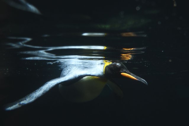 King penguins during a media event ahead of Big Freeze 11, in the penguin enclosure at SEA LIFE Melbourne Aquarium, in Melbourne, Tuesday, June 3, 2025. (Photo by Joel Carrett/AAP Image)