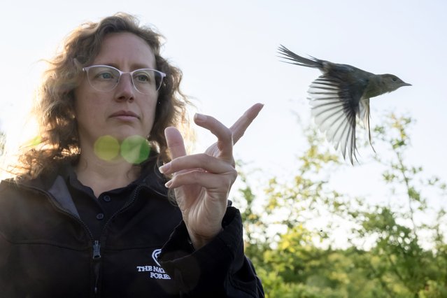 A juvenile blackcap is recorded in the soft light of morning at Minorca, UK, a former open-cast mine near Moira in the National Forest on June 18, 2025. Dr Heather Gilbert, research and evidence manager, checks mist nets among wildflowers and young trees as part of long-term monitoring that shows bird numbers have increased by 48 per cent over 30 years. (Photo by Rod Kirkpatrick/RKP Photography)