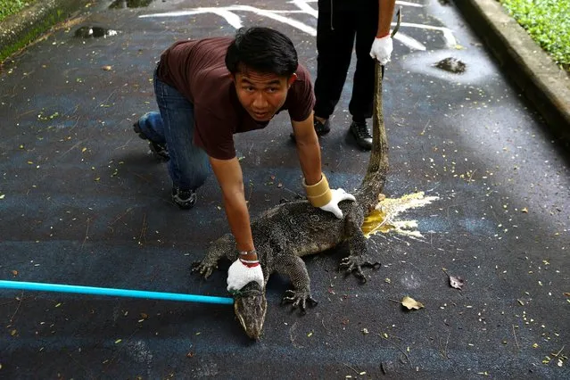 Park workers catch a monitor lizard at Lumpini park in Bangkok, Thailand, September 20, 2016. (Photo by Athit Perawongmetha/Reuters)