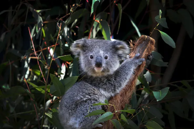 A young female koala fondly named “Ash” is seen sitting on a Eucalyptus branch following a general health check at the Australian Reptile Park on August 27, 2020 on the Central Coast in Sydney, Australia. Dean Reid, Head Mammal and Bird Keeper oversees the Australian Reptile Park's koala breeding program which currently has a record number of 38 koalas, including 9 joeys. A New South Wales parliamentary inquiry released in June 2020 has found that koalas will become extinct in the state before 2050 without urgent government intervention. Making 42 recommendations, the inquiry found that climate change is compounding the severity and impact of other threats, such as drought and bushfire, which is drastically impacting koala populations by affecting the quality of their food and habitat. The plight of the koala received global attention in the wake of Australia's devastating bushfire season which saw tens of thousands of animals killed around the country. While recent fires compounded the koala's loss of habitat, the future of the species in NSW is also threatened by continued logging, mining, land clearing, and urban development. Along with advising agencies work together to create a standard method for surveying koala populations, the inquiry also recommended setting aside protected habitat, the ruling out of further opening up of old-growth state forest for logging and the establishment of a well-resourced network of wildlife hospitals in key areas of the state staffed by suitably qualified personnel and veterinarians. The NSW Government has committed to a $44.7 million koala strategy, the largest financial commitment to protecting koalas in the state's history. (Photo by Lisa Maree Williams/Getty Images)