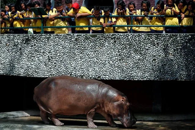 A female hippopotamus named “Mali”, which means Jasmine, walks past children during her 50th birthday celebration at Dusit Zoo in Bangkok, Thailand September 23, 2016. (Photo by Chaiwat Subprasom/Reuters)