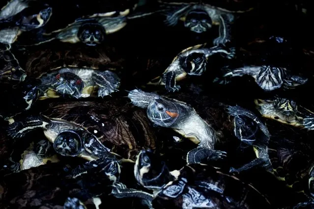 This photograph taken on February 3, 2023, shows turtles at the refuge of the Pairi Daiza Foundation in Brugelette. The foundation takes care of abandoned reptiles and amphibians. The refuge welcomes more and more abandoned pet reptiles, notably due to the energy crisis. (Photo by Kenzo Tribouillard/AFP Photo)