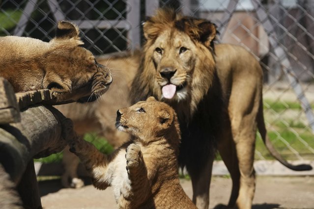 One of four Barbary lion cubs, that were born recently at the Safari Park Dvur Kralove, plays with parents, Wednesday, August 6, 2025, in Dvur Kralove, Czech Republic.(Photo by Petr David Josek/AP Photo)