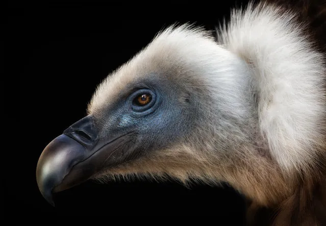 Griffon vulture, Alaska. (Photo by Pedro Jarque Krebs/BPOTY/Cover Images/The Guardian)