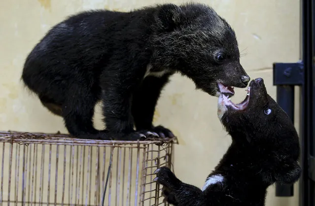 Three-month-old baby bears play at a wild animal park in Kunming, Yunnan province, China, April 27, 2015. (Photo by Wong Campion/Reuters)