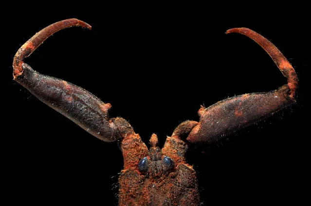 Mangrove water scorpion (SF Nepinae); Straits of Johore, October 2012. (Arthur Anker)