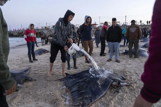 A Palestinian fisherman washes up a manta ray on the beach of Gaza City, Sunday, March 12, 2023. Gaza fishermen catch the rare, endangered rays when they pass offshore during their winter migration. They say they know the rays are protected, but Israeli limitations on the size of an authorized fishing area leaves them no other option. Impoverished Gazans buy it as a source of protein because it's cheap, with a kilogram (2.2 pounds) sold for around $3. (Photo by Fatima Shbair/AP Photo)