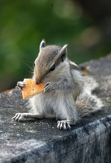 A Squirrel eats food given on a wall in Siliguri, West Bengal, India on October 10, 2025. (Photo by Diptendu Dutta/ZUMA Press Wire/Rex Features/Shutterstock)