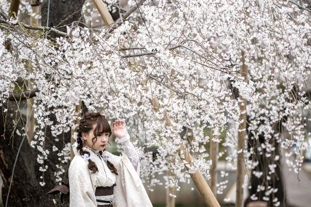 A woman poses under cherry blossoms in full bloom at a park in the Sumida district of Tokyo on March 22, 2023. (Photo by Philip Fong/AFP Photo)