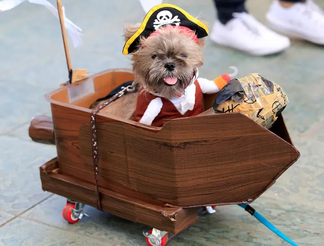 A Terrier puppy wears a pirate costume during “A Petrifiying Trail Pet” costume party at a mall in Pasay city, metro Manila, Philippines October 23, 2016. (Photo by Romeo Ranoco/Reuters)