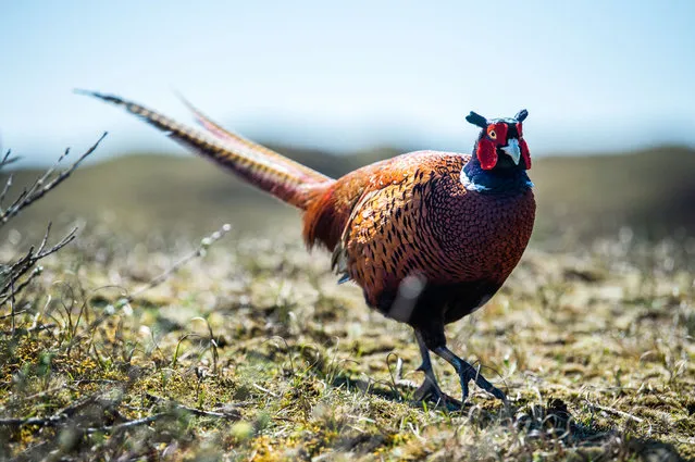 A male pheasant walks along the island’s dunes during mating season near Norderney, Germany on April 23, 2018. (Photo by Picture-Alliance/Barcroft Images)