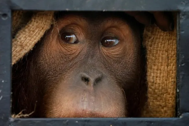 An orangutan, which was seized from the Thailand-Malaysia border 3 years ago, looks from a cage before it is being transferred to Indonesia, at the airport in Bangkok, Thailand on December 17, 2020. (Photo by Soe Zeya Tun/Reuters)