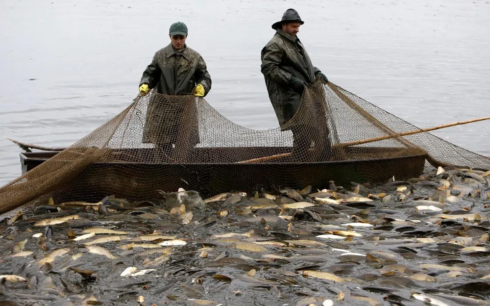 Traditional Carp Haul in Czech Republic