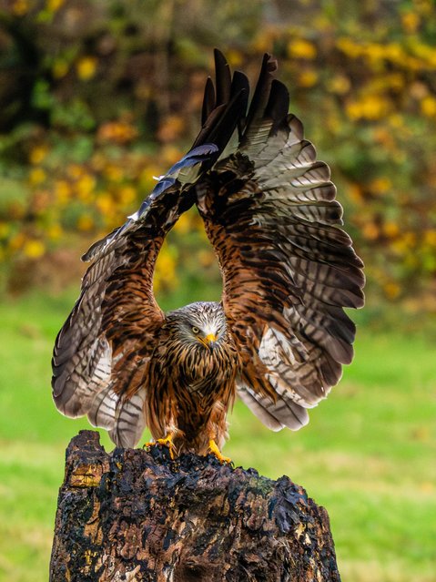 The red kite in Ceredigion, Wales, UK on November 6, 2025. (Photo by Phil Jones/Alamy Live News This)