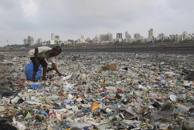 A man collects plastic and other recyclable material from the shores of the Arabian Sea, littered with plastic bags and other garbage, in Mumbai, India, Monday, June 4, 2018. (Photo by Rafiq Maqbool/AP Photo)