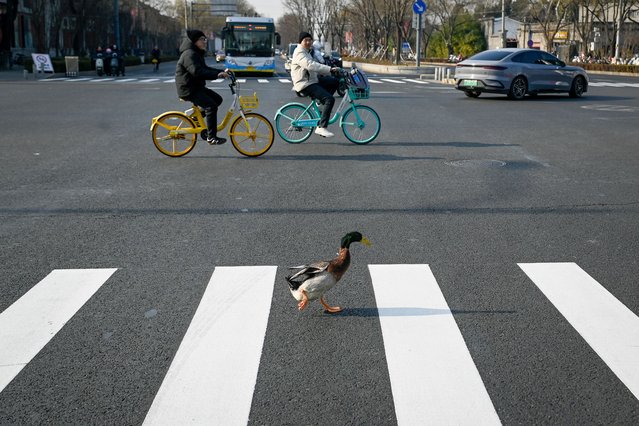 aA duck crosses a street in Beijing on December 11, 2025. (Photo by Wang Zhao/AFP Photo)