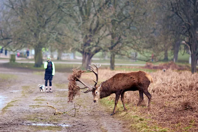 Red deer in Richmond Park, London, United Kingdom on January 8, 2021. (Photo by John Walton/PA Images via Getty Images)