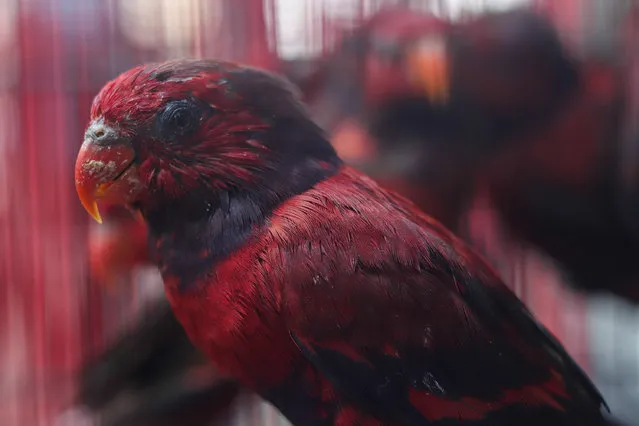 Surabaya Center for Agricultural Quarantine shows hundreds of smuggled birds and turtles during a press conference in Sidoarjo, East Java, on March 2, 2021. The authorities arrested five suspected animal smugglers and seized various animals including three hundred and thirteen birds of starlings, six cockatoo parrots, ten Sulawesi black dove, nineteen parrot Tanimbar and two hundred and eight-five turtles. (Photo by Suryanto/Anadolu Agency via Getty Images)