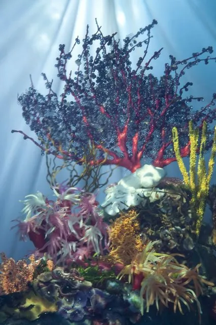 “Reef Study”, created by Matthew Albanese. (Photo by Matthew Albanese/Barcroft Media)