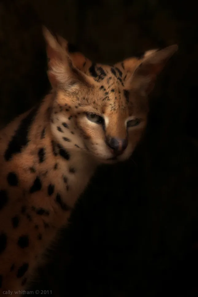 Old-Style Photographic Works by Cally Whitham Part1