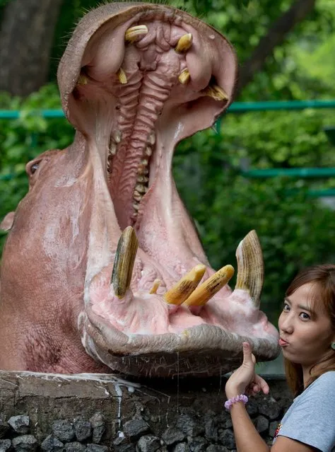 A woman poses for a photo with a hippopotamus with a wide-opened mouth at the Dusit Zoo in Bangkok, Thailand, Wednesday, August 15, 2018. The zoo, a popular spot for Bangkok families, is due to close at the end of August, 2018 and eventually reopen at a new location north of the city. In the meantime, its more than 1,000 animals are to be sent to other zoos around the country. (Photo by Gemunu Amarasinghe/AP Photo)