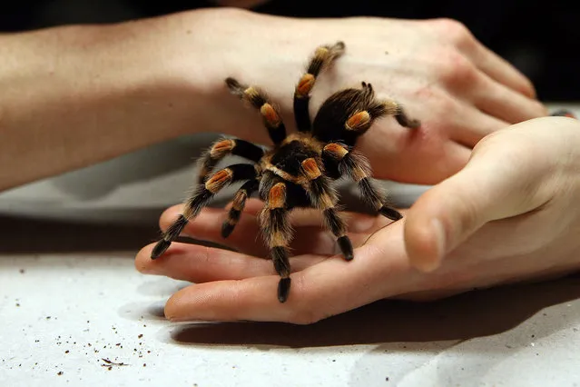 Zookeeper Jamie Mitchell poses for a photograph with a Mexican red-kneed tarantula during the annual stocktake of animals at ZSL London Zoo on January 4, 2016 in London, England. The zoo's annual stocktake requires keepers to check on the numbers of every one of the 800 different animal species, including every invertebrate, bird, fish, mammal, reptile, and amphibian. (Photo by Carl Court/Getty Images)