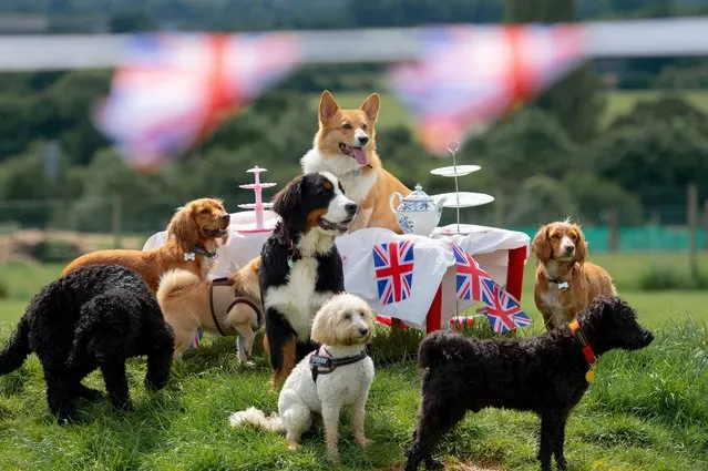 Corgi Charles and friends enjoy a spot of tea alongside a royal guest at award winning doggy day care, Bruce's in London on May 30, 2022. The Jubilee Tea Pawty will run until the 10th of June as part of Bruce's enrichment programme as the rest of the UK enjoys the long bank holiday weekend. (Photo by Ben Stevens/PinPep/Rex Features/Shutterstock)