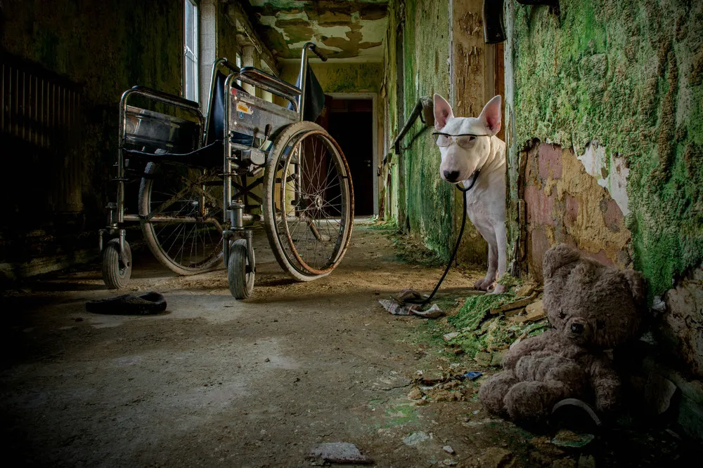 Dog Explores Abandoned Buildings