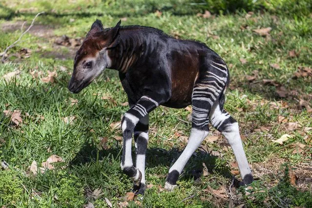 In this February 13, 2015 photo provided by the San Diego Zoo Safari Park, a four-week-old male okapi calf explores his outdoor habitat for the first time at the Park in Escondido, Calif. The young okapi, the 41st born at the Park and named Amaranta, previously had been spending time in the okapi barn and outside yard, but after showing signs of curiosity, staff provided the calf and his mother, Makini, access to the main forested habitat, which is viewable by guests. (Photo by AP Photo/San Diego Zoo Safari Park)