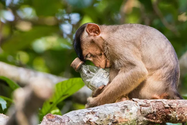 Not in My Forest by Calvin Ke, highly commended environmental photographer of the year. A southern pig-tailed macaque clutches a plastic bottle in its otherwise pristine natural habitat in Borneo, Malaysia. (Photo by Calvin Ke/2018 Ciwem environmental photographer of the year 2018)